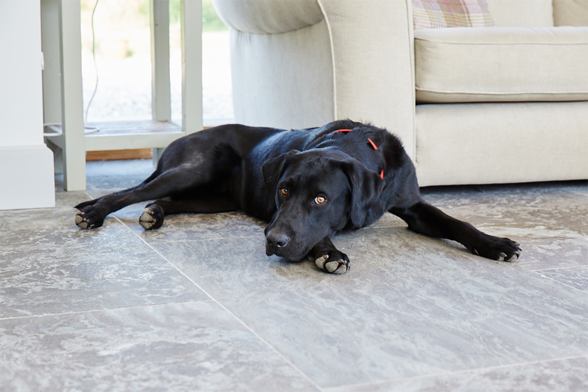 Black doggo sat on grey tiled stone floor